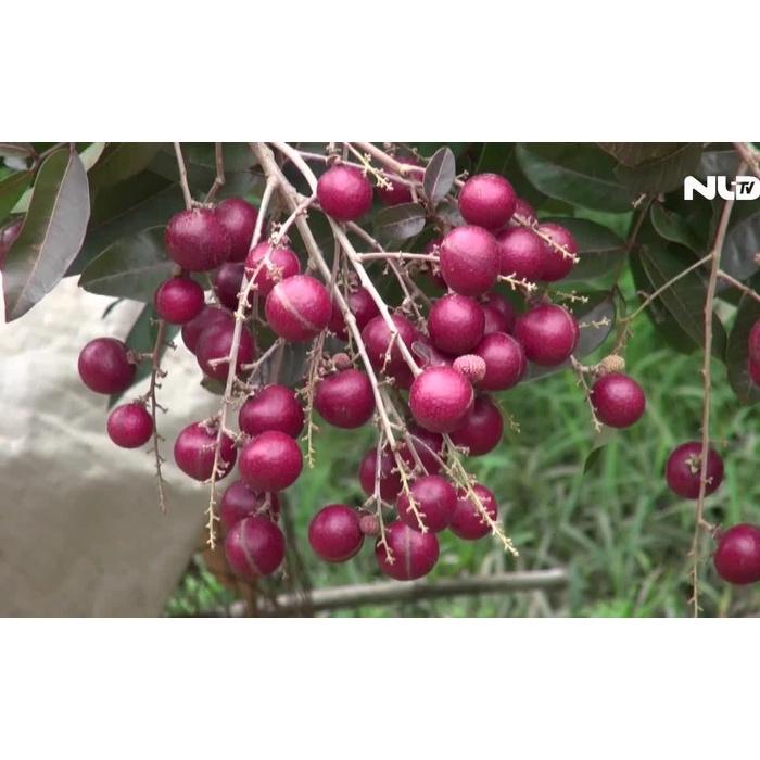 CÂY GIỐNG NHÃN TÍM SIÊU QUẢ SIÊU KINH TẾ