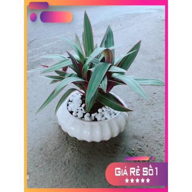 Chậu Cây Bảy Sắc Cầu Vòng