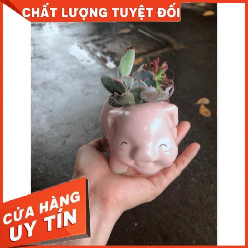 Chậu sen đá tiểu cảnh 13