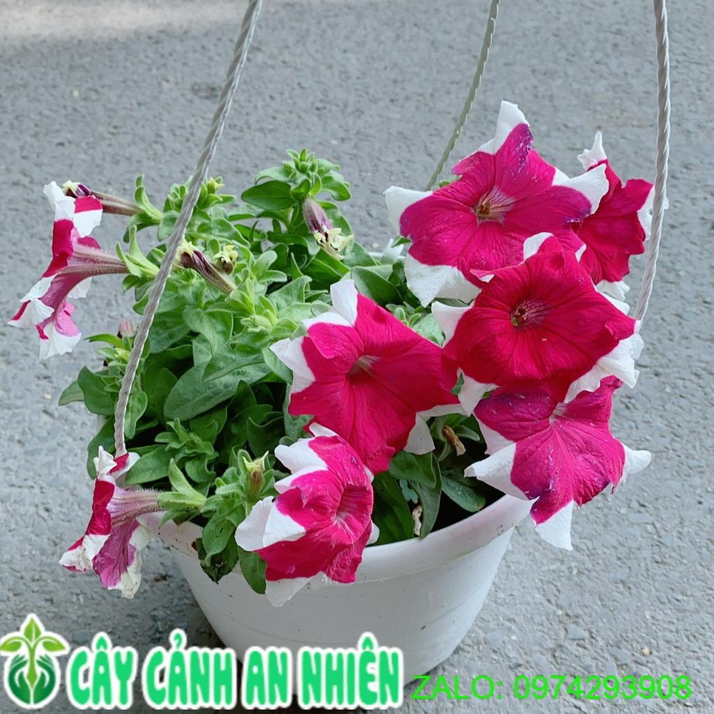 Chậu Hoa Dạ Yến Thảo