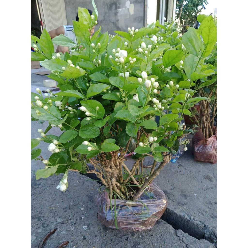 Cây giống nhài ta- bầu giống