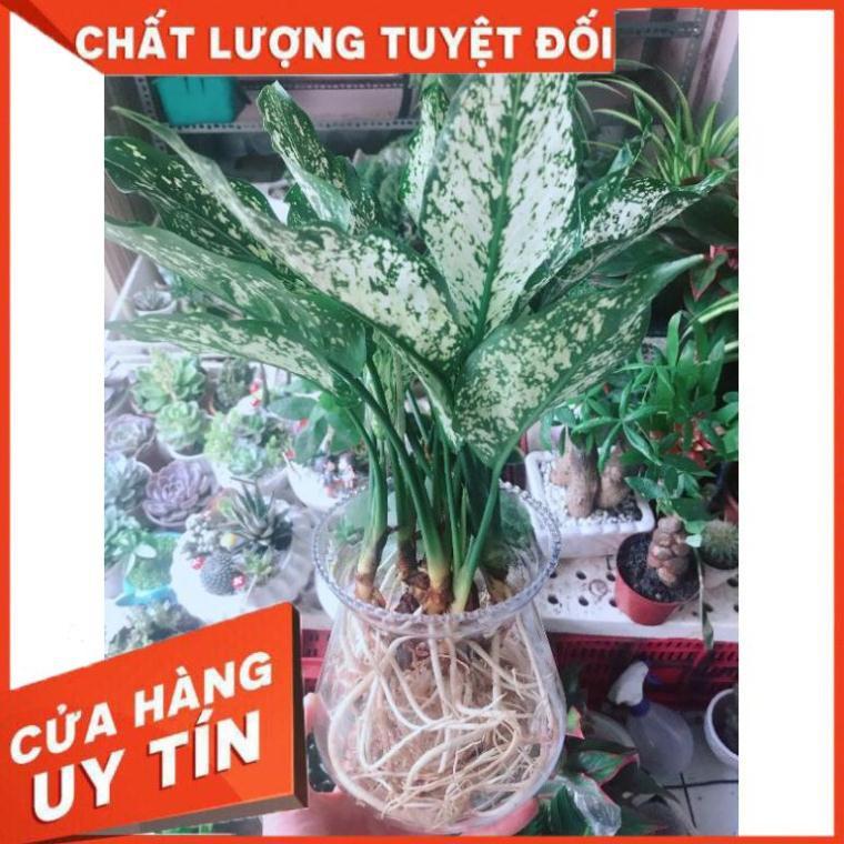 Chậu cây ngọc ngân thủy sinh Nhiều Người Mua