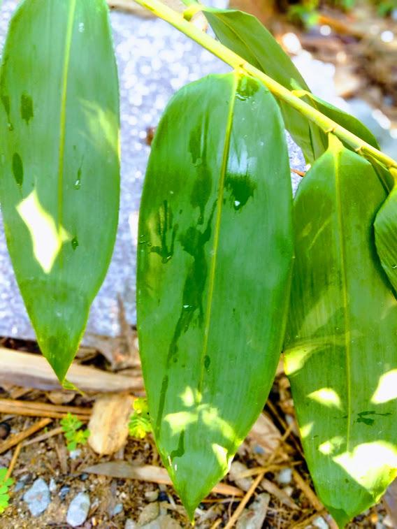 CHUẨN Lá tre tươi