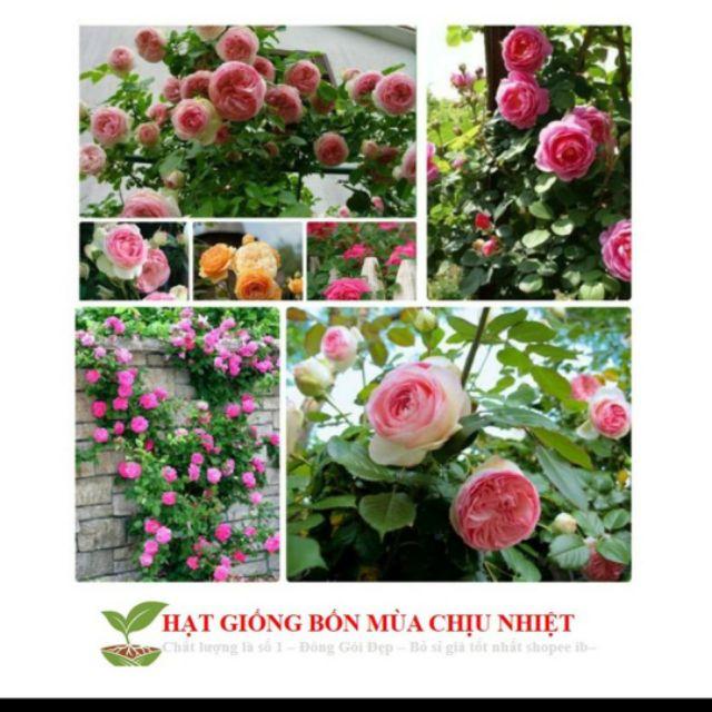 Rê trần hồng ngoại..Hồng nội