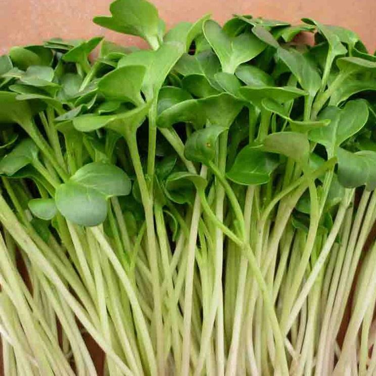 Hạt giống Rau Mầm Cải Bẹ Xanh
