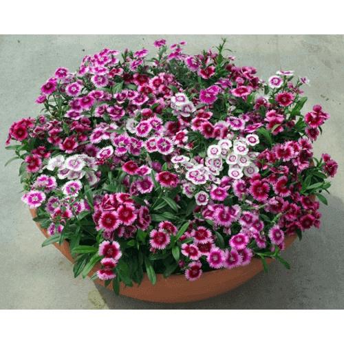 Hạt giống hoa cẩm chướng chùm mix màu KNS3597 - Gói 50 hạt