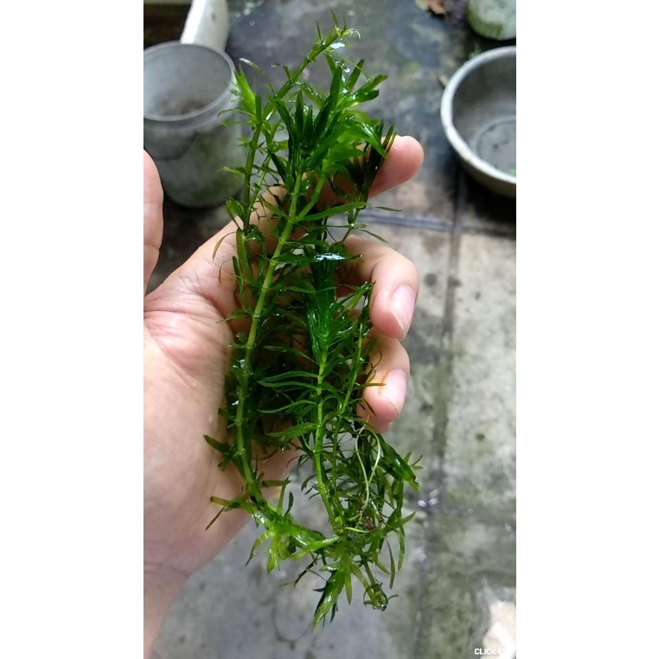 Rong đuôi chó thủy sinh - 5 nhánh rong đuôi chó thủy sinh