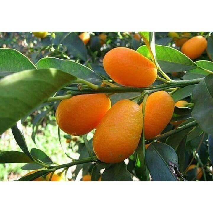CÂY GIỐNG TẤC NGỌT SIÊU TRÁI