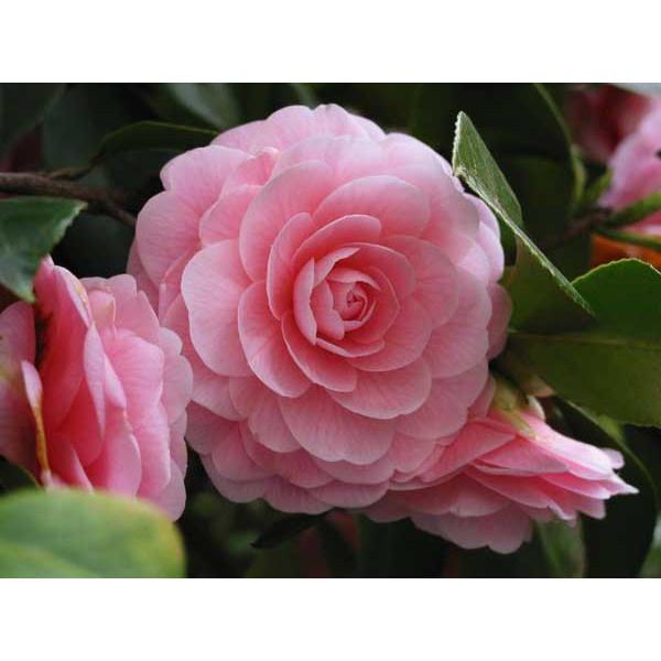 Cây giống hoa trà my cao 30 - 40 cm chuẩn bị cho nụ
