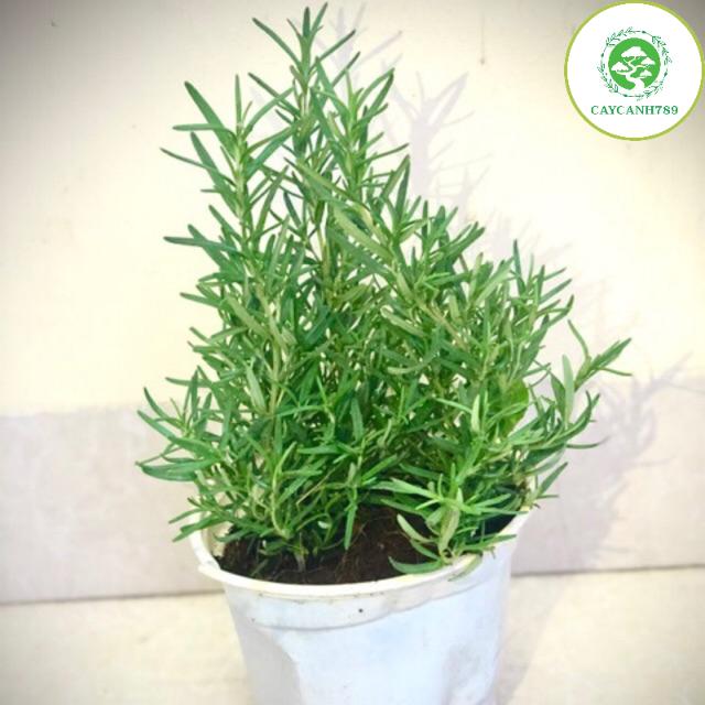 Cây hương thảo - Rosemary size trung - cây gia vị với hương thơm dịu nhẹ, vừa đuổi muỗi lại giúp thoải mãi
