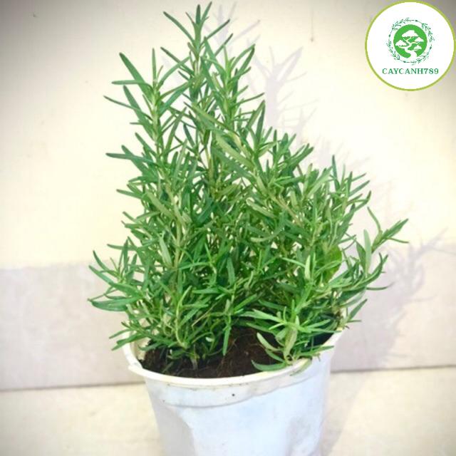 Cây hương thảo - Rosemary size trung (ảnh thật) - cây gia vị với hương thơm dịu nhẹ, vừa đuổi muỗi lại giúp thoải mãi