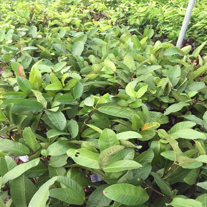 CÂY GIỐNG ỔI RUỘT ĐỎ BẾN CÁT