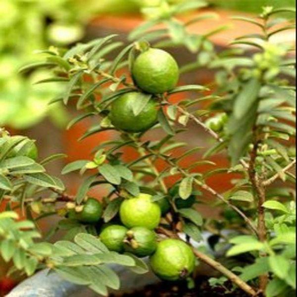Cây ổi kiểng cây đẹp chuẩn giống