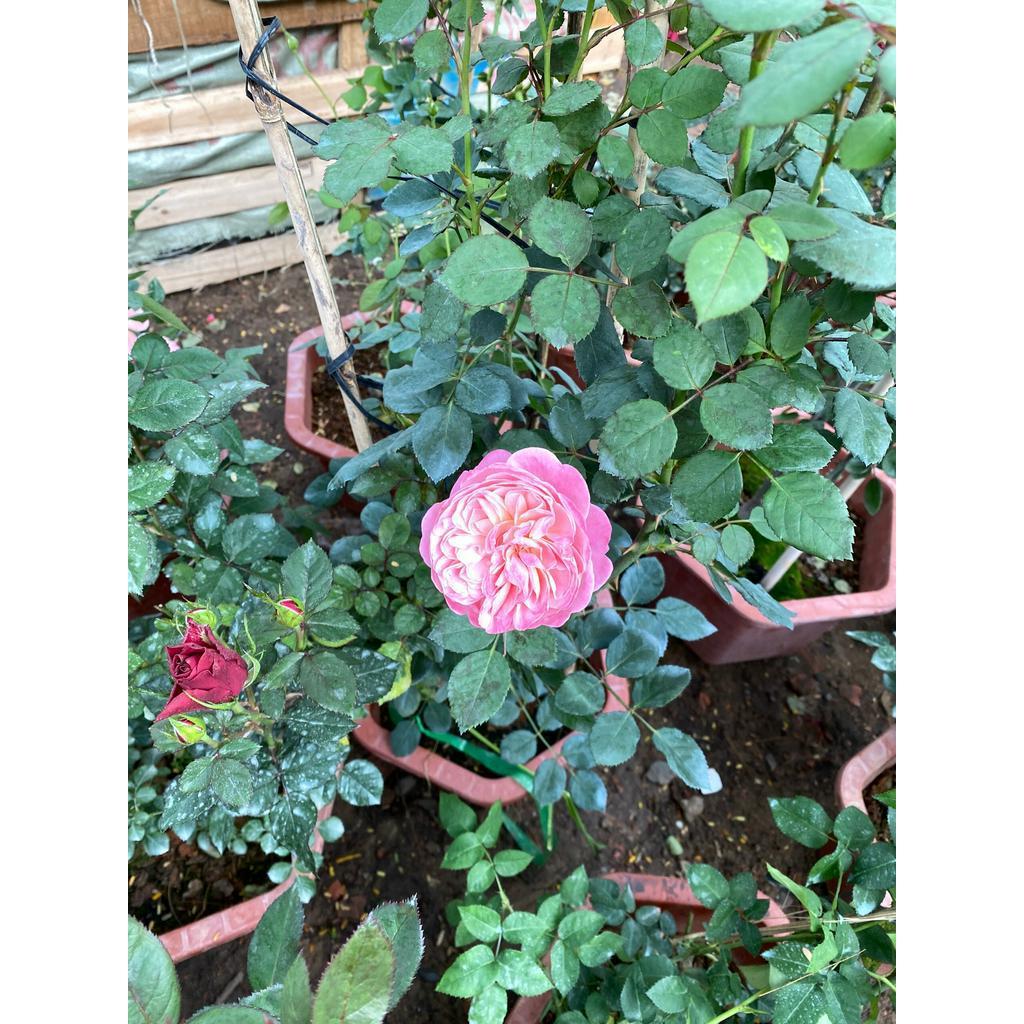 Chậu Cây Hoa Hồng Leo