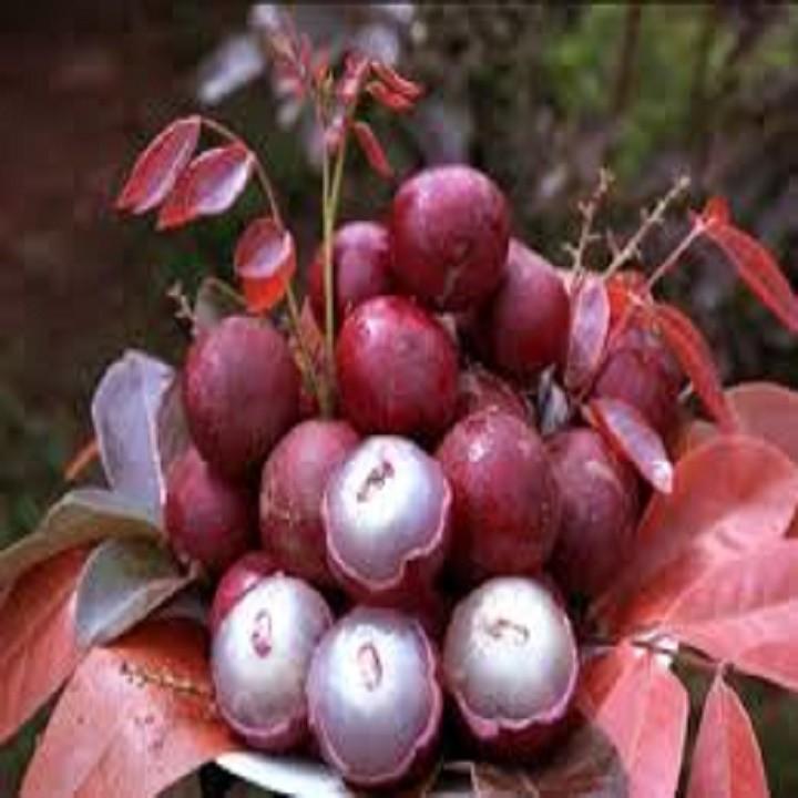 CÂY GIỐNG NHÃN TÍM nhập khẨU