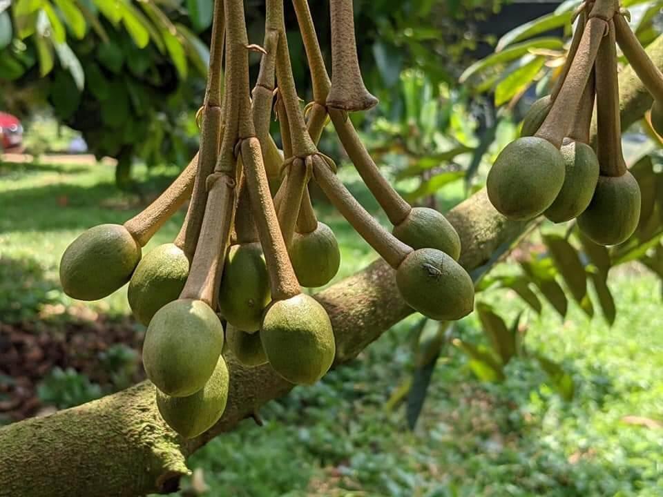 Cây giống sầu riêng ruột đỏ siêu sớm