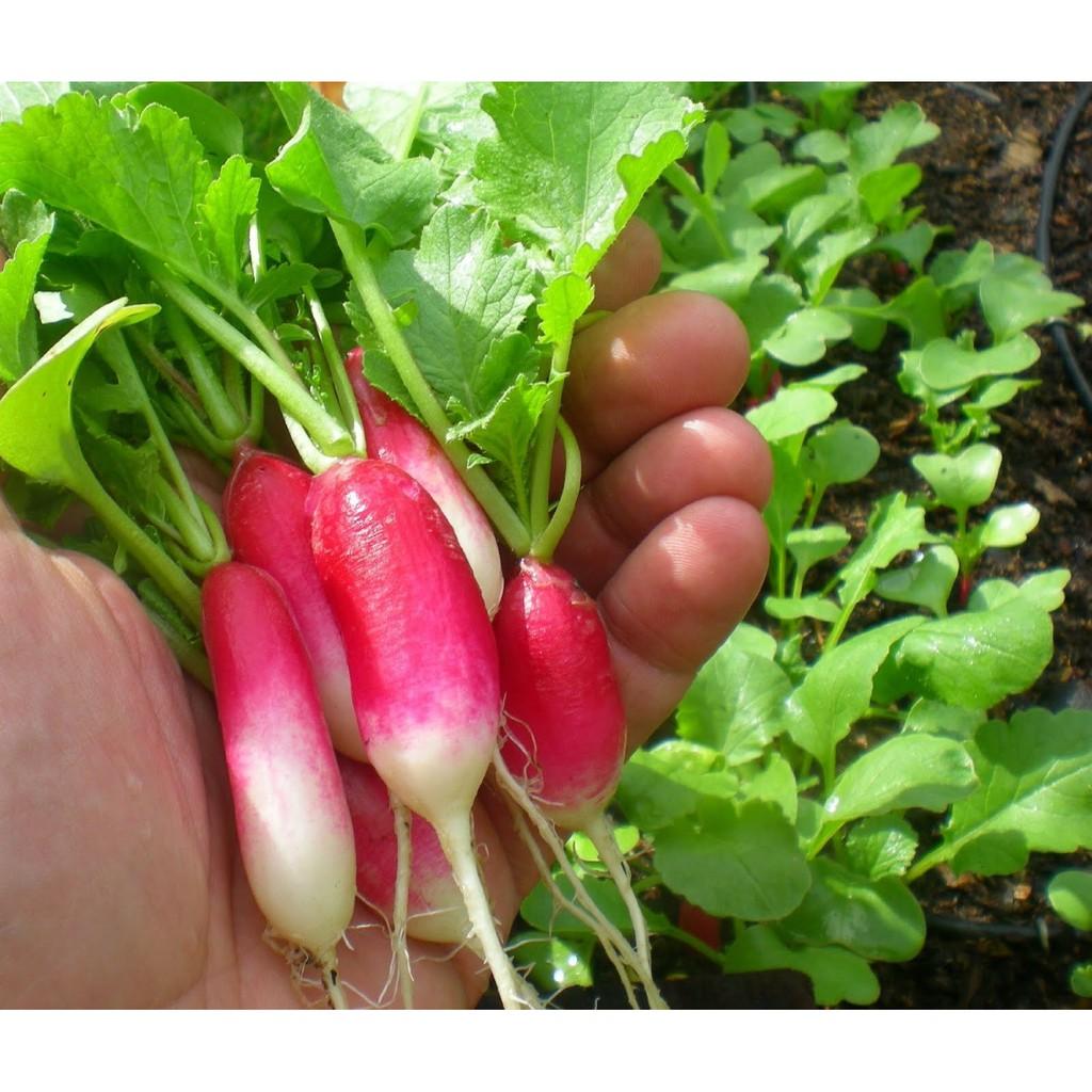 Hạt Giống Củ Cải Đỏ Dài F1 -