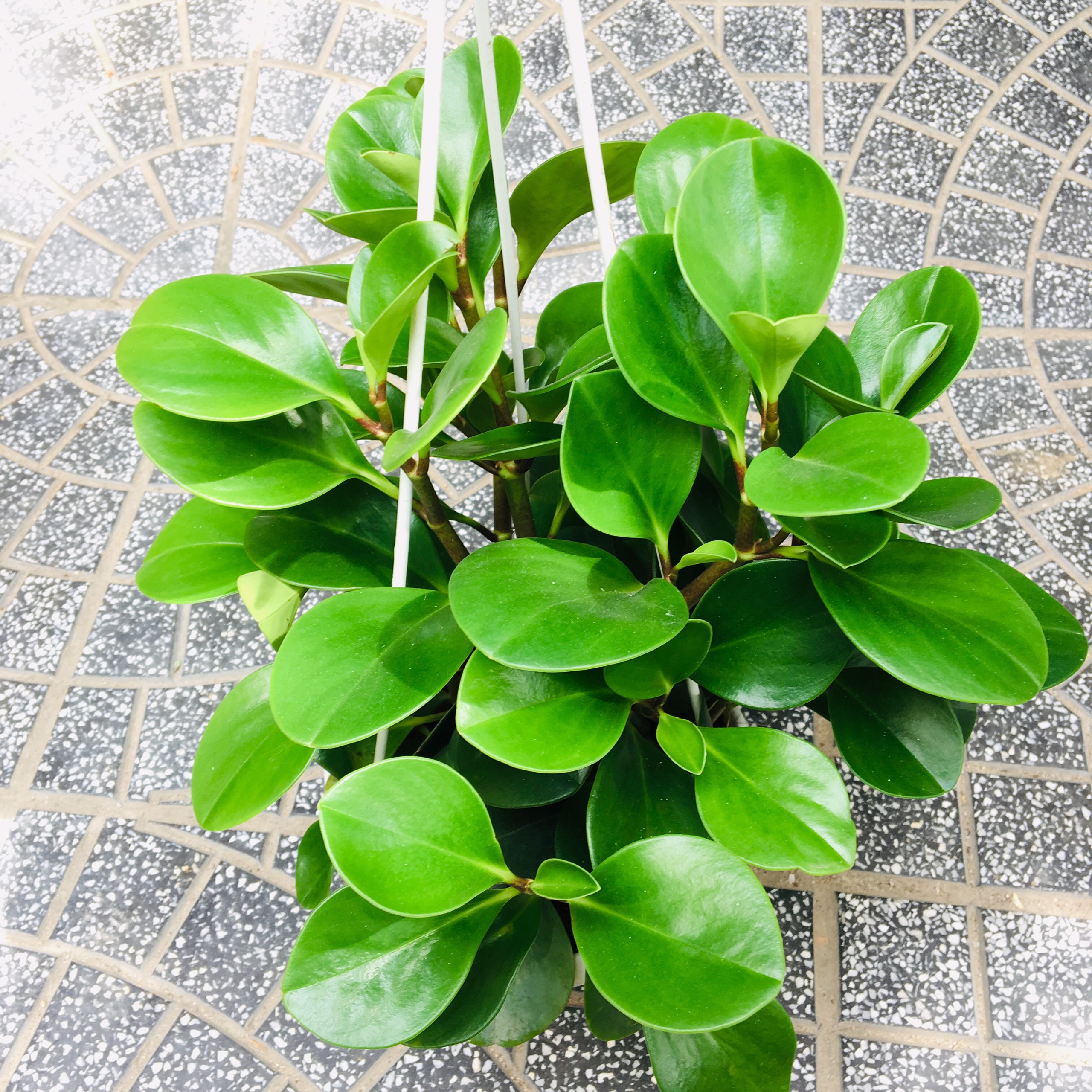 Cây trường sinh xanh Mầm Xinh