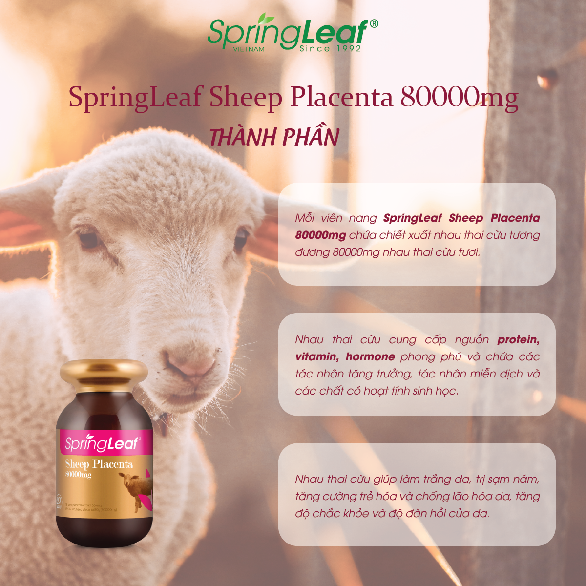 Viên uống nhau thai cừu hỗ trợ trắng da và cân bằng nội tiết tố SpringLeaf Sheep Placenta