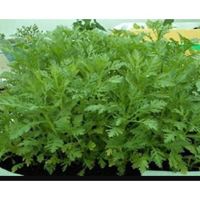 20gr hạt giống cải cúc nếp cao sản
