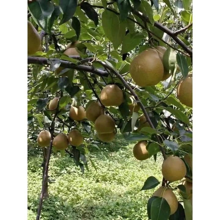 GIỐNG CÂY LÊ NÂU