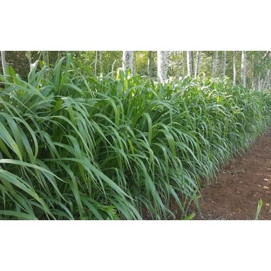 Hạt giống cỏ Mombasa Ghine - Cỏ xả lá lớn gói 1kg