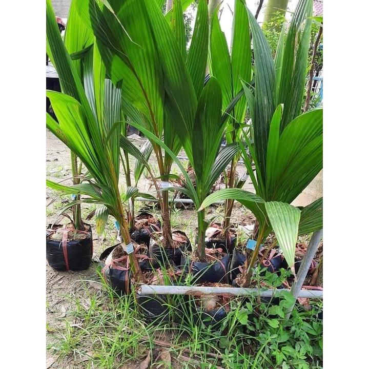 Cây Dừa Xiêm Dứa Lùn Giống
