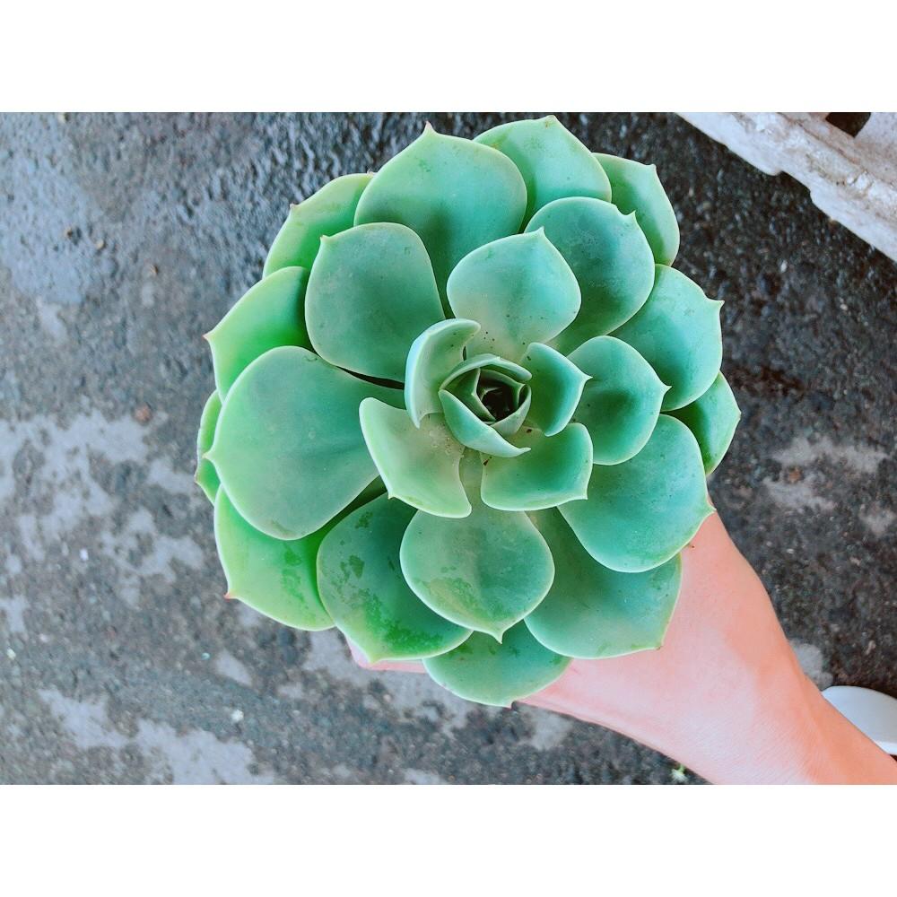 Chậu Sen Đá Xanh Đất