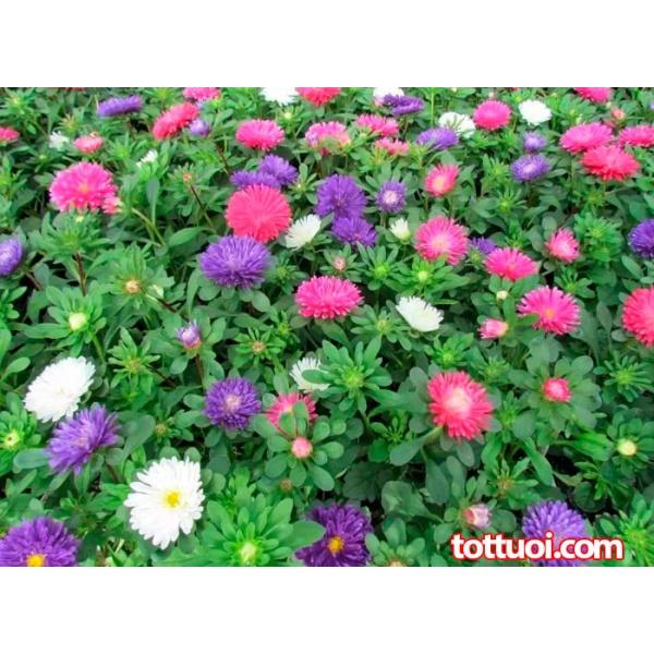 Bộ 5 gói hạt giống hoa cúc đài loan mix màu-gói 50 hạt - tặng 1 phân bón