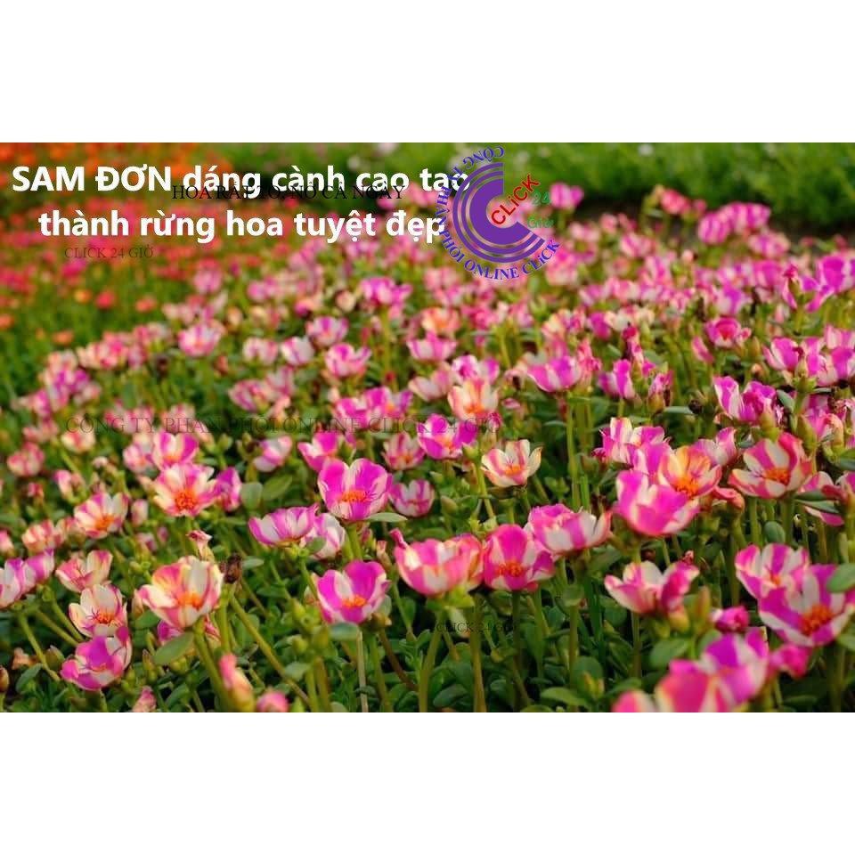 1 Ký Cành Giống Hoa Mười Giờ SAM ĐƠN Chuẩn SAM THÁI Nhập Khẩu Hoa To Rất Nhiều Màu GIA DỤNG THÔNG MINH PKM