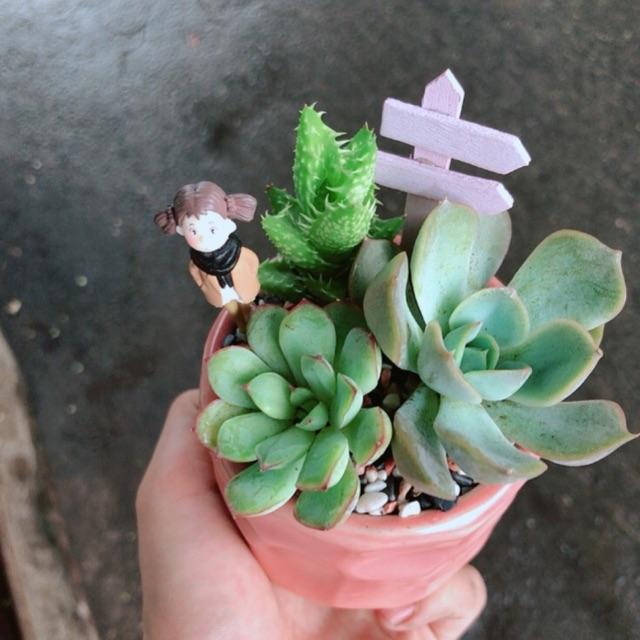 Chậu sen đá tiểu cảnh