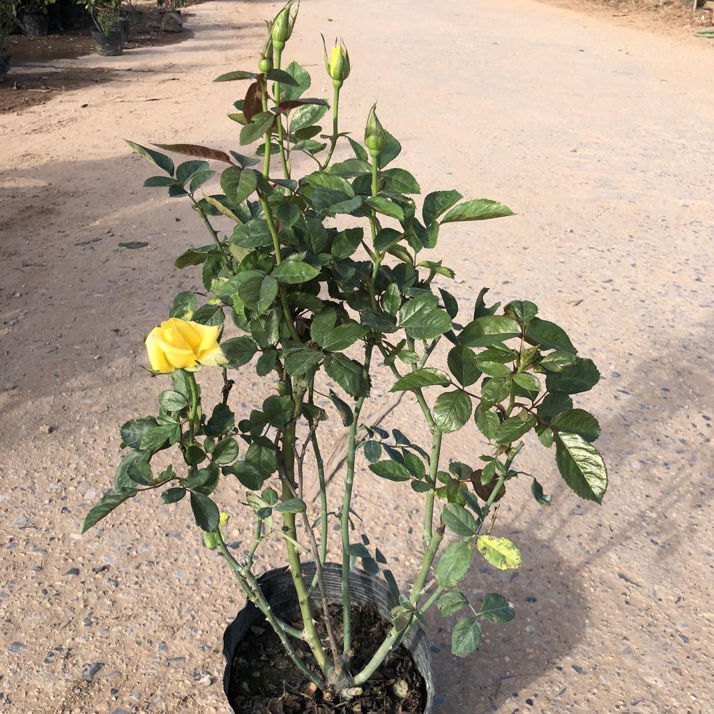 Cây hồng tỉ muội vàng, cao 50cm sai hoa hương thơm dễ chịu gốc to chắc khỏe thích hợp trang trí sân vườn