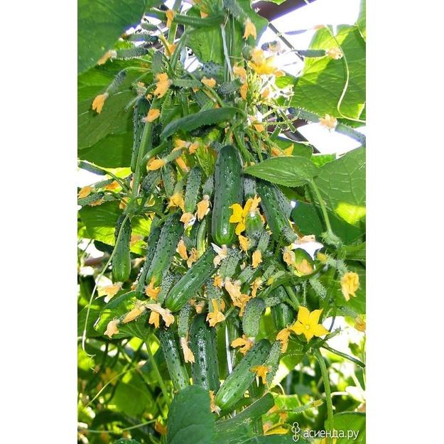 Combo 2 gói hạt giống dưa chuột bao tử siêu trái-gói 10 hạt/tặng kèm gói phân bón lót