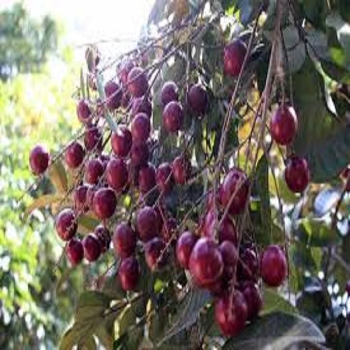 CÂY GIỐNG NHÃN TÍM SIÊU QUẢ SIÊU KINH TẾ-CAM KẾT GIỐNG CHUẨN F1