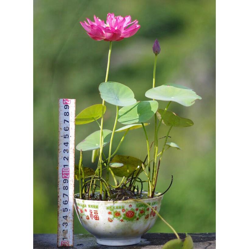 Hạt giống sen mini nhật mix màu