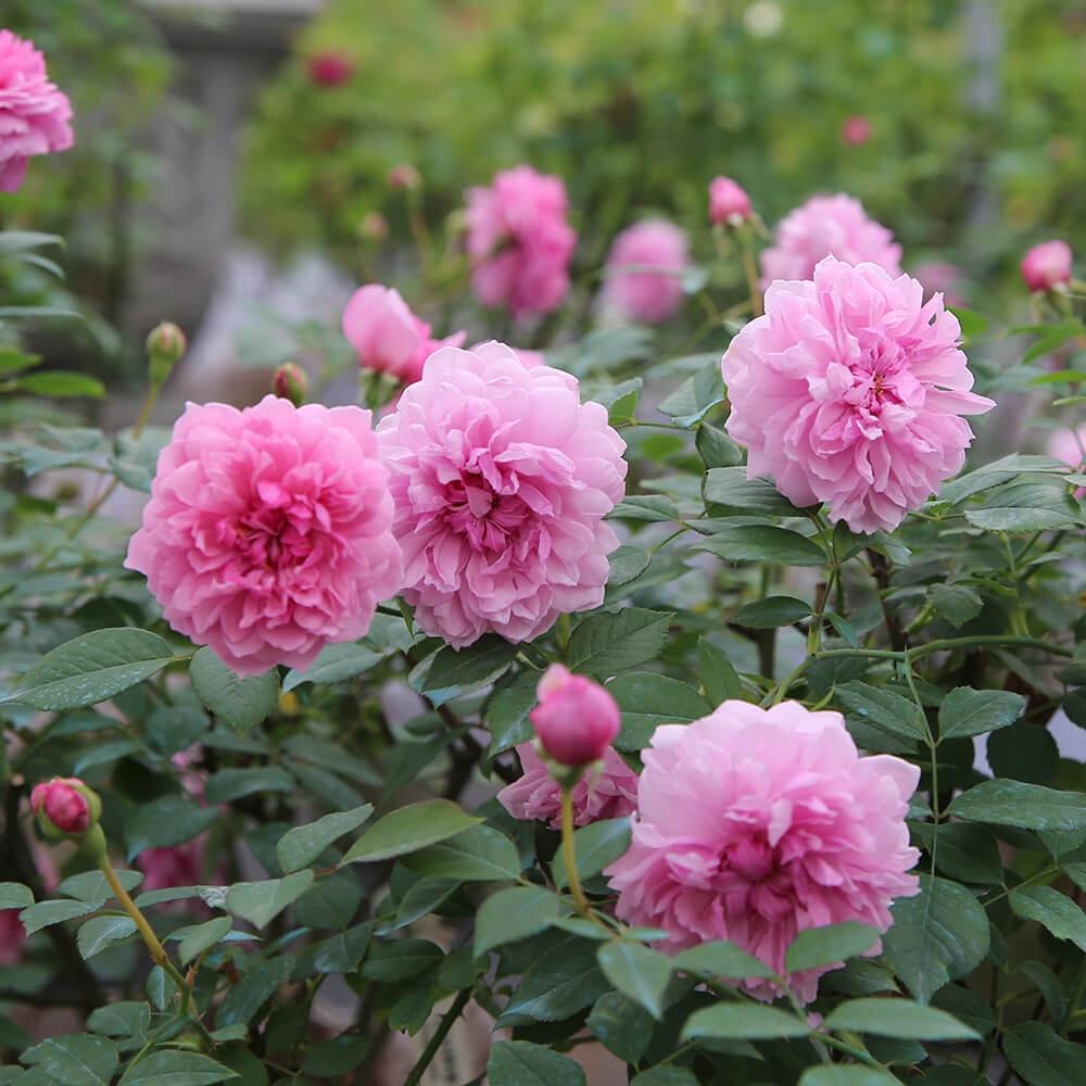 Cây hoa hồng ngoại Sister Elizabeth hoa chùm siêu thơm