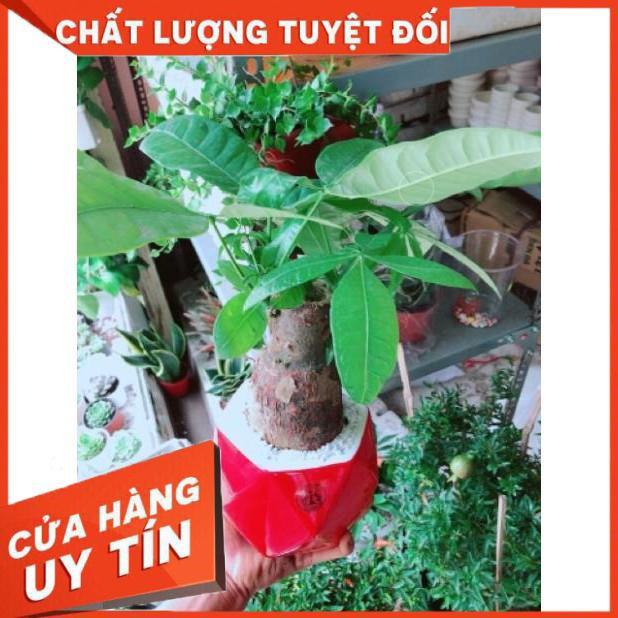 Chậu kim ngân chân voi kèm dĩa lót