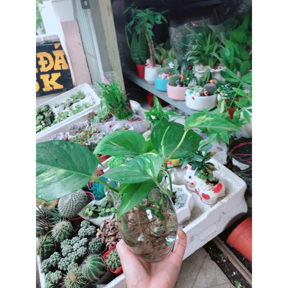 Chậu Trầu Bà Thủy Sinh