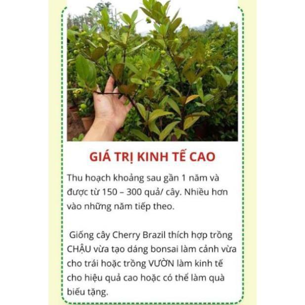 Cây cherry Brazil