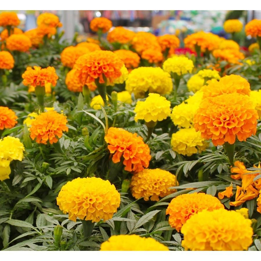Hạt Giống Cúc Vạn Thọ Mỹ Lùn -