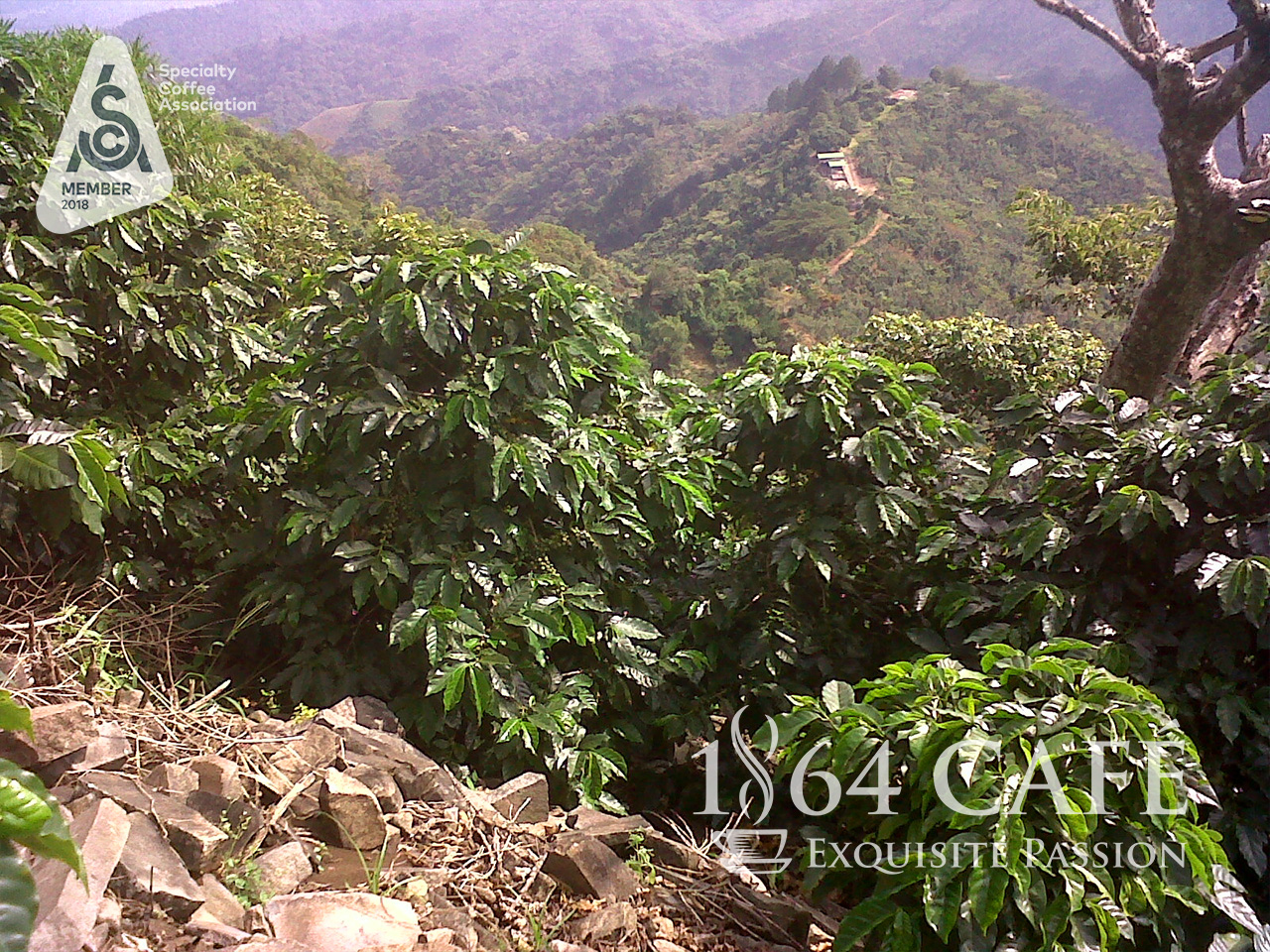 Cà phê hảo hạng tinh khiết không tẩm không độn El Salvador Providencia hạt khối lượng tịnh 220g - 1864 CAFÉ