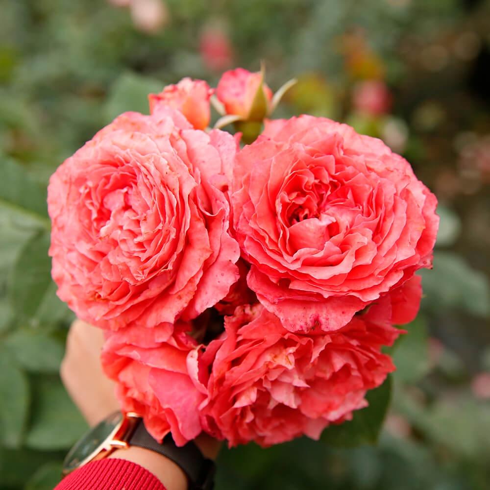 Hoa hồng ngoại Corora Rose xinh xắn