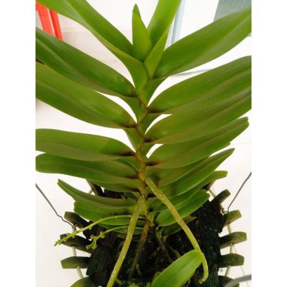 Hoa lan bạch nhạn