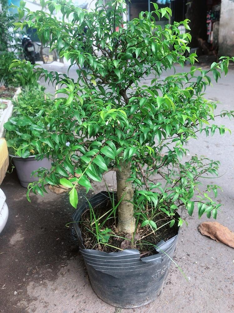 Cây Mai Chiếu Thuỷ Size Đại