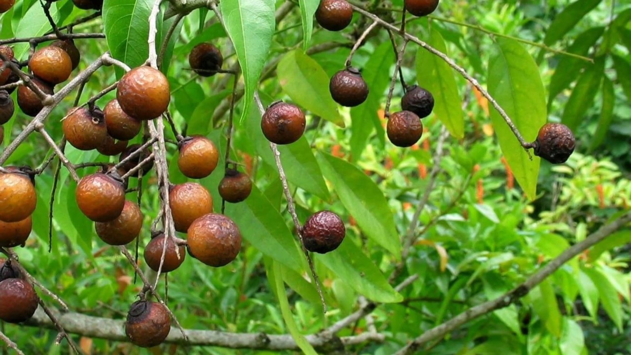 Cây giống Bồ Hòn