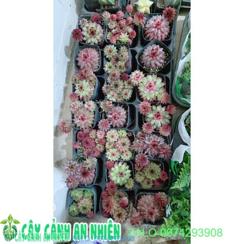 Sen Đá Phật Bà Đỏ