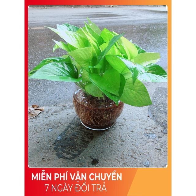 Trầu Bà Thái Vàng Trồng Thuỷ Sinh