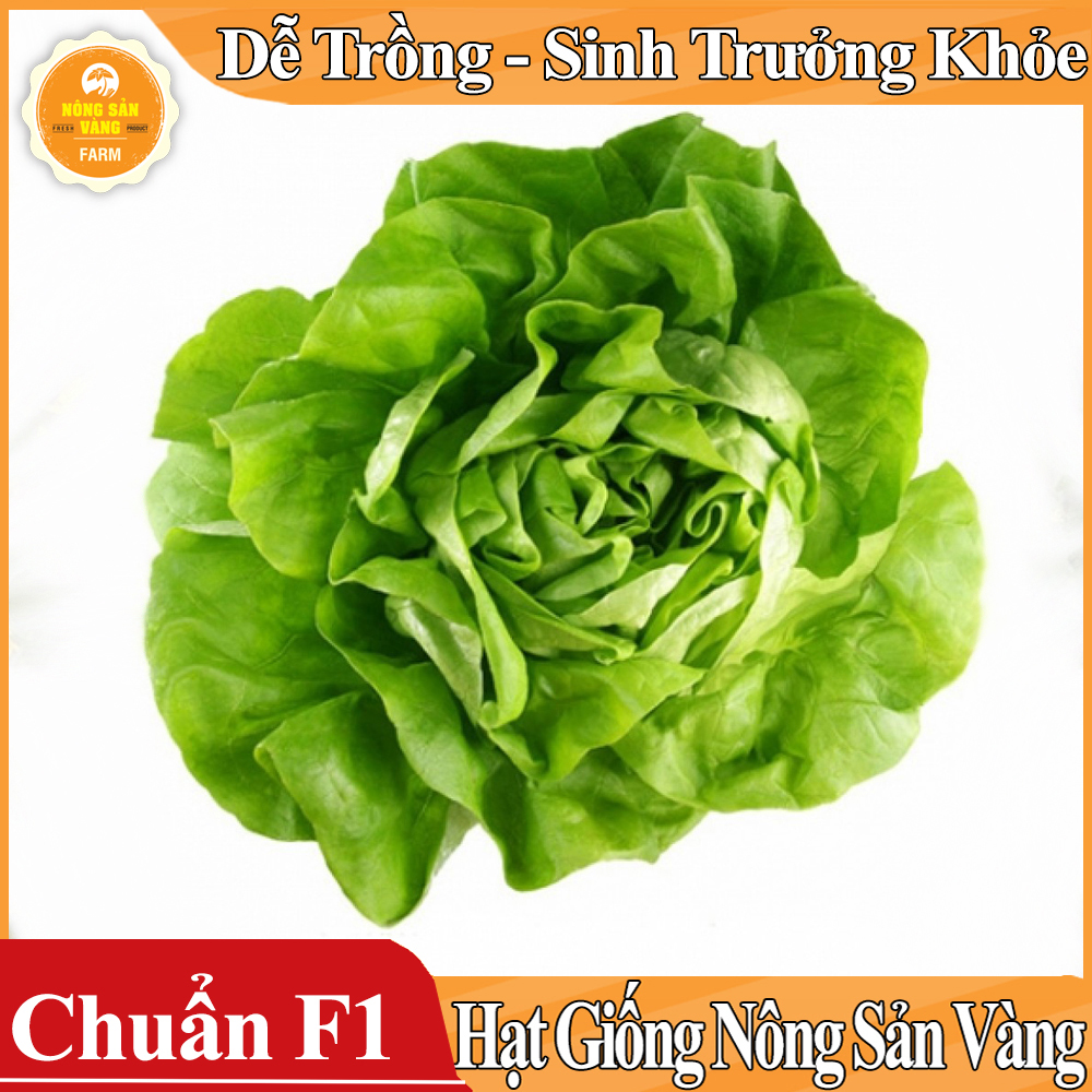 Hạt giống Xà Lách Búp Mỡ , Xà Lách Đăm ( Gói 2 Gram )