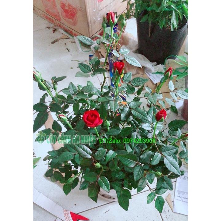 Chậu Cây Hoa Hồng