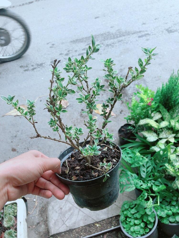 Cây Bạch Tuyết Mai